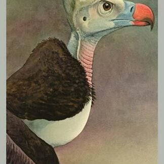 White Headed Vulture by Louis Agassiz Fuertes