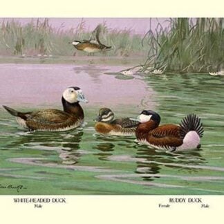 White-Headed and Ruddy Ducks by Allan Brooks
