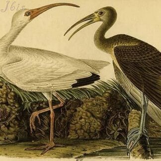 White Ibis by John James Audubon