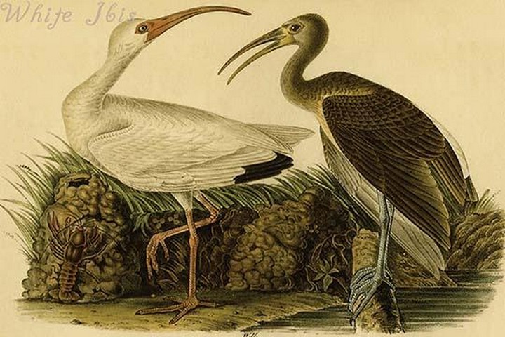 White Ibis by John James Audubon