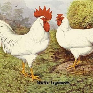 White Leghorns