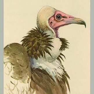 White Necked Vulture by Louis Agassiz Fuertes