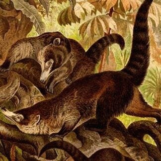 White-Nosed Coati by Friedrich Wilhelm Kuhnert