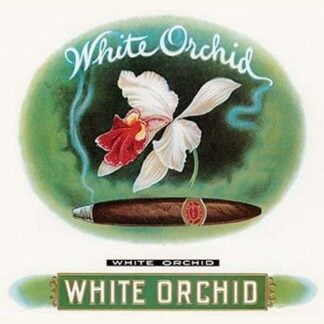 White Orchid