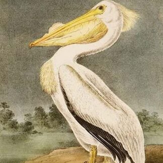 White Pelican by John James Audubon