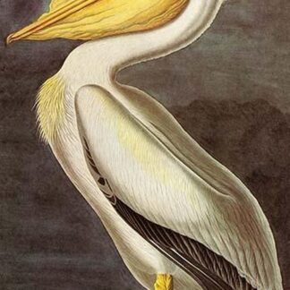 White Pelican by John James Audubon