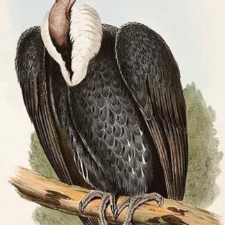 White Rumped Vulture by John Gould