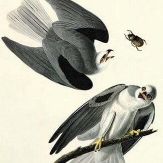 White Tailed Kite by John James Audubon