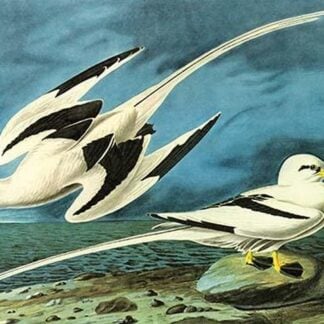 White-Tailed Tropic Bird by John James Audubon