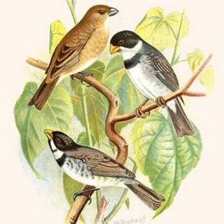 White-Throated Finch by Frederick William Frohawk