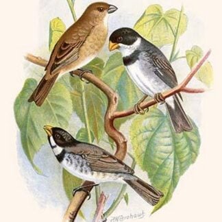 White-Throated Finch by Frederick William Frohawk