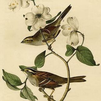 White Throated Finch by John James Audubon