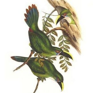 White Throated Toucanet by John Gould