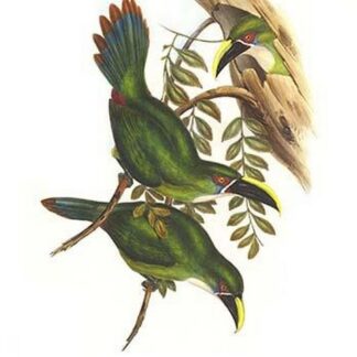 White Throated Toucanet by John Gould