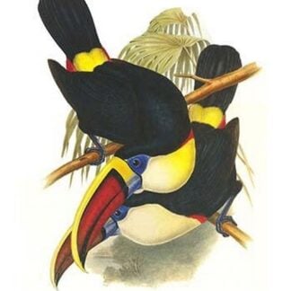 White-Throated or Red-Billed Toucan by John Gould