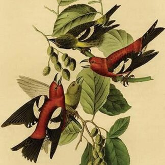 White Winged Crossbill by John James Audubon