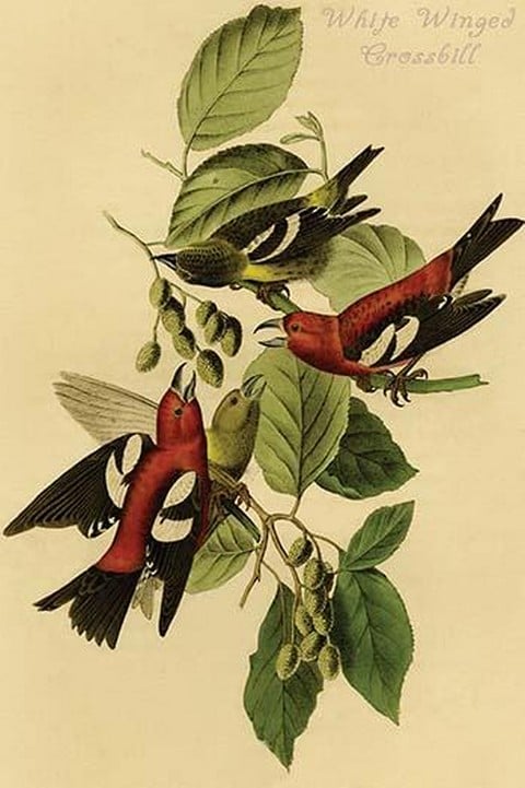 White Winged Crossbill by John James Audubon