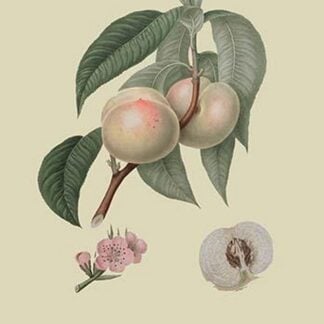 White or Flander's Nectarine by William Hooker