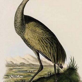 Whooping Crane by John James Audubon