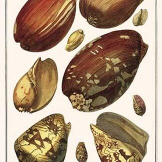 Widest Pacific Conchs