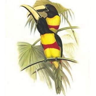 Wied's Aracari - Black Necked by John Gould