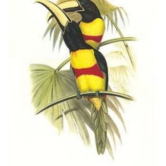 Wied's Aracari - Black Necked by John Gould