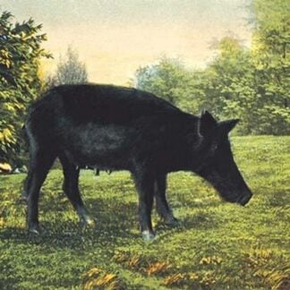 Wild Boar