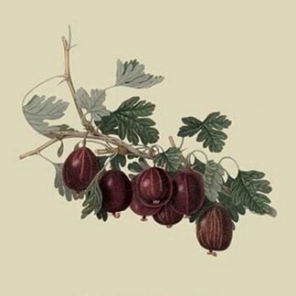 Wilmot's Early Red Gooseberry by William Hooker #2