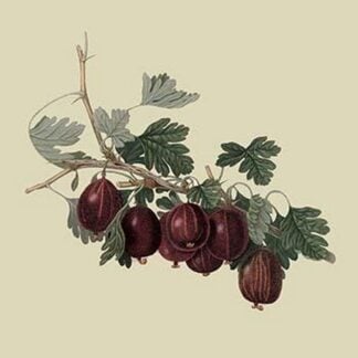 Wilmot's Early Red Gooseberry by William Hooker