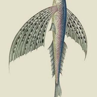 Winged Fish by J. Forbes
