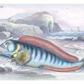 Wolf Fish by Robert Hamilton