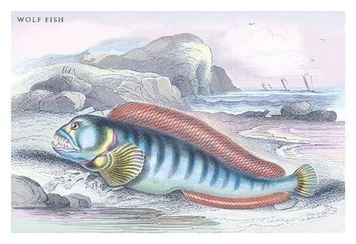 Wolf Fish by Robert Hamilton
