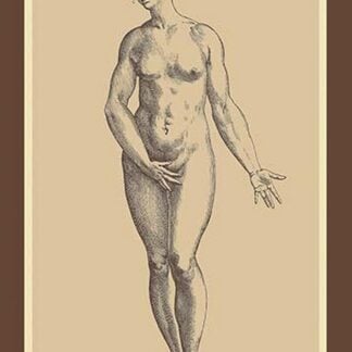 Woman by Andreas Vesalius
