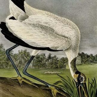 Wood Ibis by John James Audubon