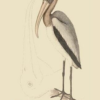 Wood Pelican by Mark Catesby