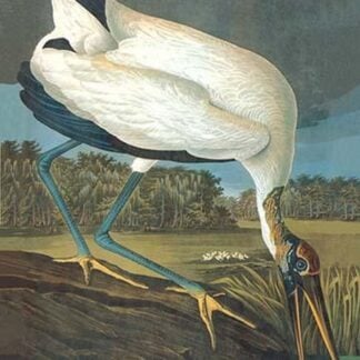 Wood Stork by John James Audubon