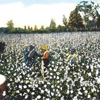 Workers in Cotton Field
