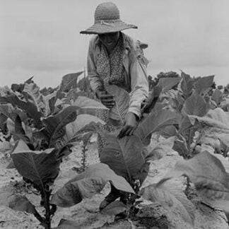 Worming Tobacco by Dorothea Lange