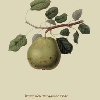 Wormsley Bergamot Pear by William Hooker #2