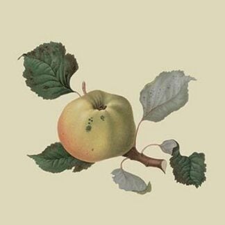 Wormsley Pippin - Apple by William Hooker