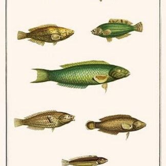Wrasses