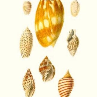 Wreath Shells By John Mawe