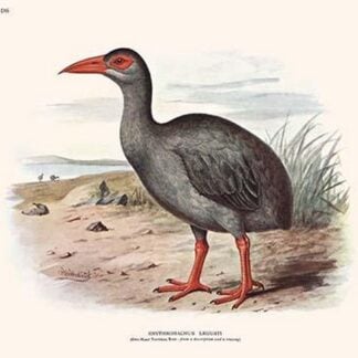 Wrythromachus Leguati by Lionel Walter Rothschild