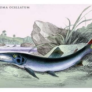 Xiphostoma Ocellatum by Robert H. Schomburgk