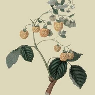 Yellow Antwerp Raspberry by William Hooker #2