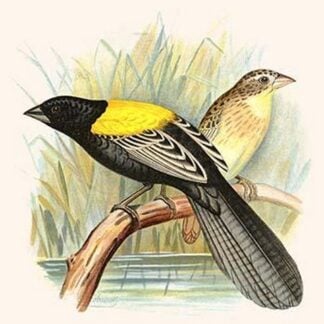 Yellow Backed Whydah by Frederick William Frohawk