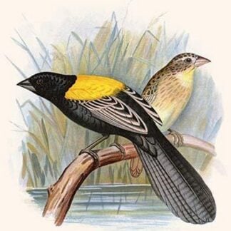 Yellow Backed Whydah by Frederick William Frohawk