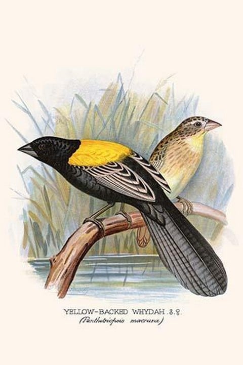 Yellow Backed Whydah by Frederick William Frohawk