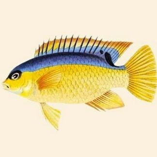 Yellow Bartikyah by John Whitchurch Bennett