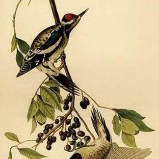 Yellow Bellied Woodpecker by John James Audubon